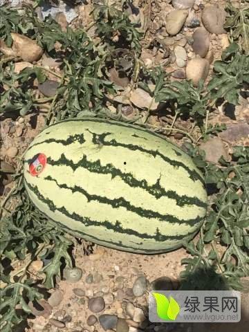 宁夏硒砂瓜今日行情市场,今日市场行情一览，品质与价格齐飞”