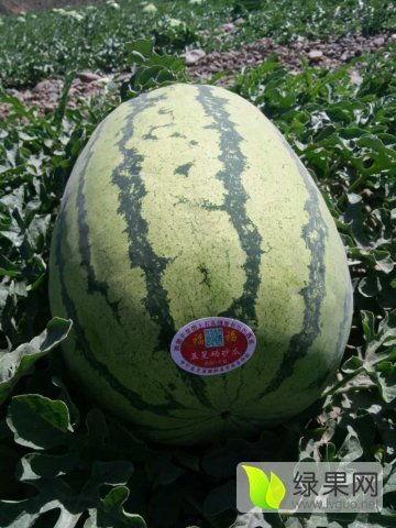 宁夏硒砂瓜今日行情市场,今日市场行情一览，品质与价格齐飞”