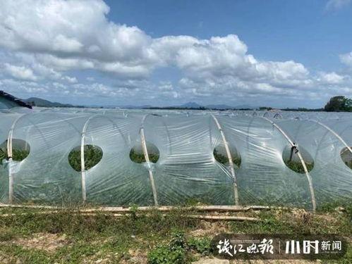 海南二瓜最新行情今日,今日新鲜指数飙升，价格波动引关注