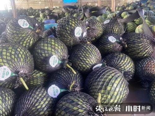 海南二瓜最新行情今日,今日新鲜指数飙升，价格波动引关注