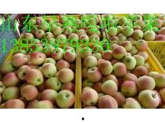 今日蒲瓜批发价,市场行情波动，价格涨跌不一