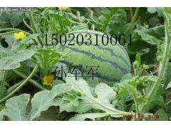 今日蒲瓜批发价,市场行情波动，价格涨跌不一