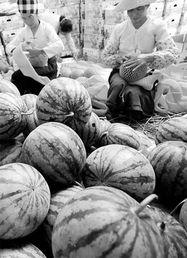 云南省德宏州今日瓜价