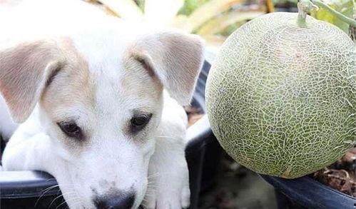 狗狗黑吃哈密瓜会怎么样,揭秘美味背后的健康风险