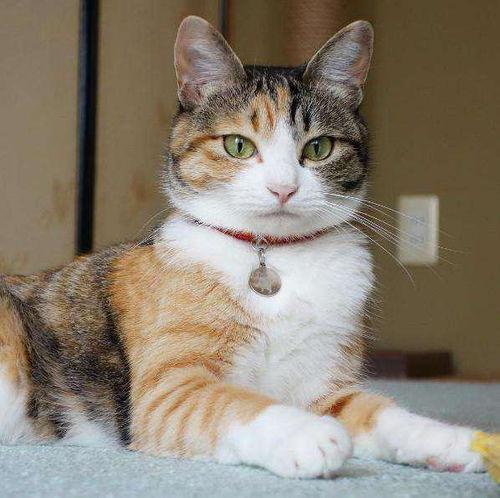 黑料吃瓜多肉小野猫能吃吗