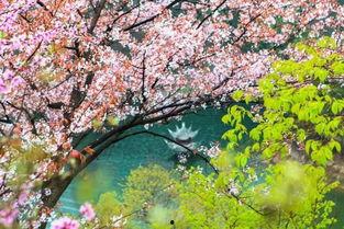 樱花视频在线观看