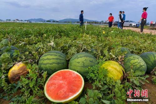 海南省今日瓜菜价格,新鲜直供，实惠之选