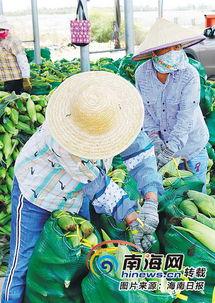 海南省今日瓜菜价格,新鲜直供，实惠之选